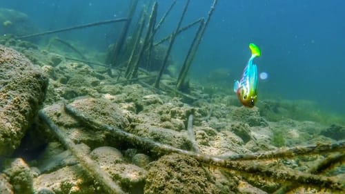 When and How to Fish Bottom-Hugging Swimbaits