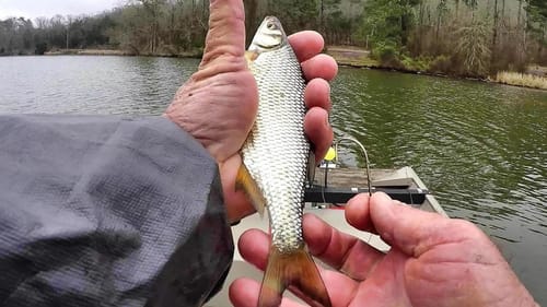 LOCATING BIG FISH WITH BIG BAIT!!!