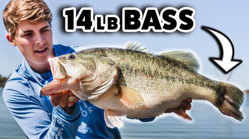 How I Caught A 14lb Bass