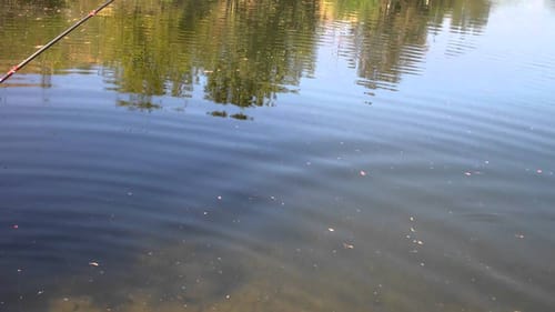 bass fishing with senko