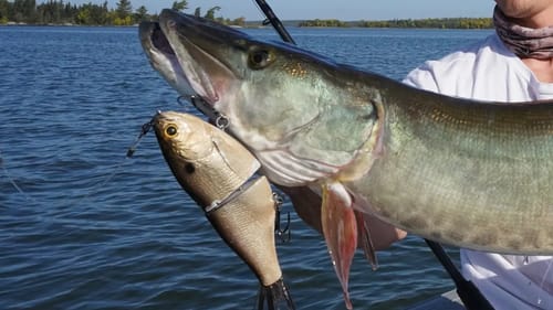 Fishing BIG $200 Lures For Giant Vicious Fish! (Bad Idea!)