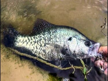 8 SPECIES on 4 LB LINE! ULTRALIGHT FISHING