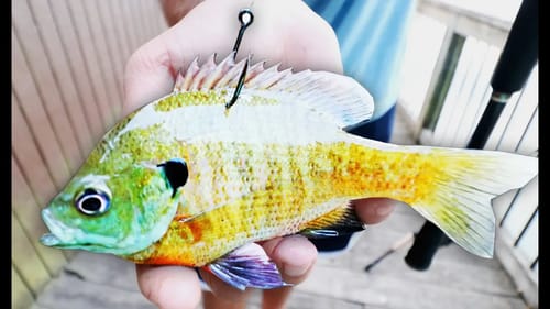 USING LIVE BLUEGILL TO CATCH GIANT BASS! (INSANE RESULTS)