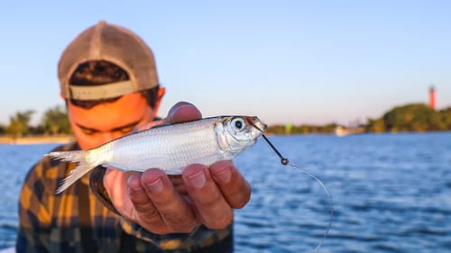 Fishing With Live Whitebaits