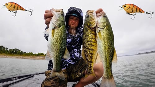 Do Bass Eat RED BAITS In The Fall? Fishing The FALL TRANSITION in TEXAS with CHESTER CHEETO!