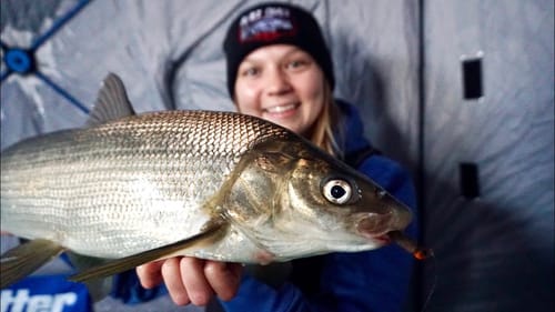 Lake Simcoe Lake Trout & Whitefish - Early Ice!