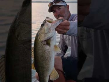 Chatterbait Fishing on Harris Chain #shorts #bassfishing #catchandrelease