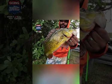 MONSTER MIKE takes us urban fishing for GIANT peacock bass!🔥 Part 1 drops tomorrow at 4PM! 🎣