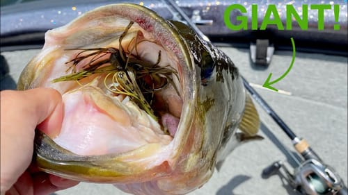 Flipping a JIG for BIG Summertime Bass! (New Mini Jig)