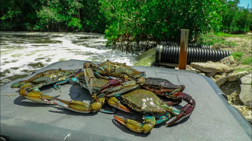 Catching BIG Blue Crabs From a TINY SpillWay! {Catch & Cook}
