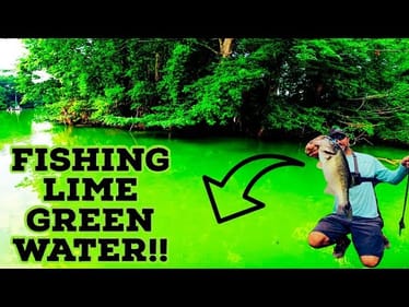Chasing GIANT BASS In LIME GREEN Water!! || Summer Bass Fishing