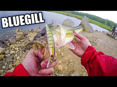 Jerkbait Fishing During a RAINSTORM (Ima Flit Bluegill Jerkbait)