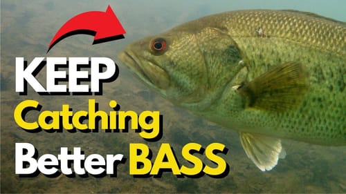 What Really Happens With Summer Bass Fishing