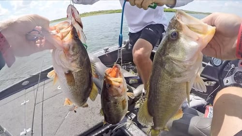 Which Bass to Throw Back? | International Cup Challenge Day 2