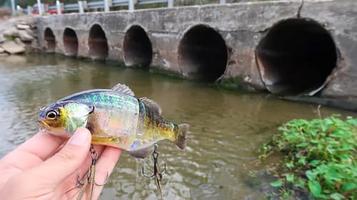 Catching DOUBLE DIGIT Bass w/ HUGE Lures (Bed Fishing)