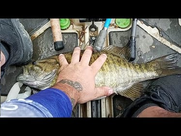 THICKEST RIVER SMALLIE I'VE EVER CAUGHT!!!