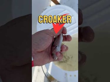 Fishing with Live Croaker in South Padre Island #fishing
