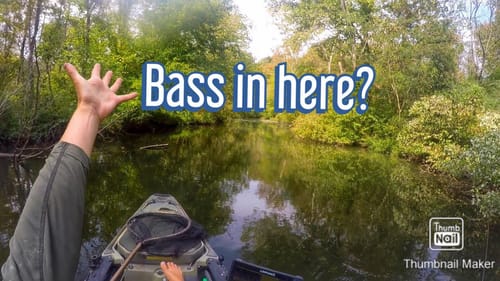 I can’t believe bass were here (TINY creek)