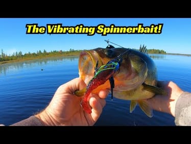 This Vibrating Spinnerbait Is A Must Have For Fall Fishing!