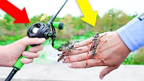 Fishing w/ GIANT LIVE GRASSHOPPERS (Live Bait Fishing)