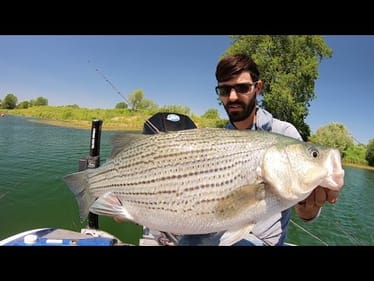 SIGHT FISHING for MONSTER HYBRID STRIPED BASS!!