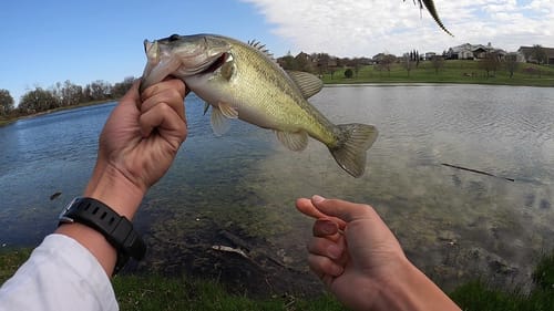Sight Fishing with Cameron (Finesse Techniques for Bedding Bass)