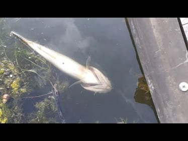 How Bass Tournaments Are Killing More Fish Than Ever…