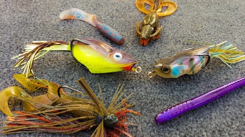 Catching Bass During The Fall Transition On Frogs, Jigs, and Dropshot