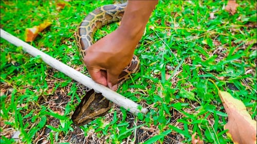 INVASIVE SNAKE HUNTING IN FLORIDA