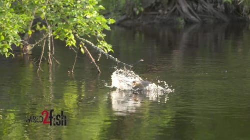 SMALLMOUTH EXPLODES ON TOPWATER LURE!!!