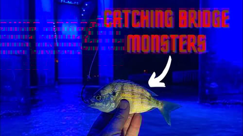 Fishing a Massive Bridge with Live Pinfish for Giant Fish