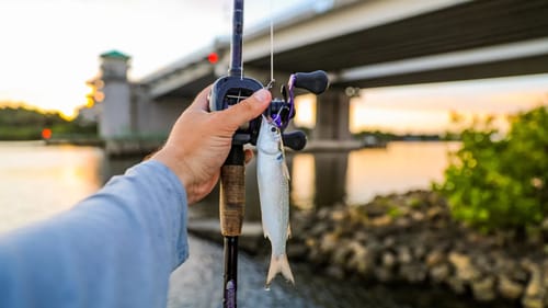 Using Bass Tackle Against Saltwater Fish