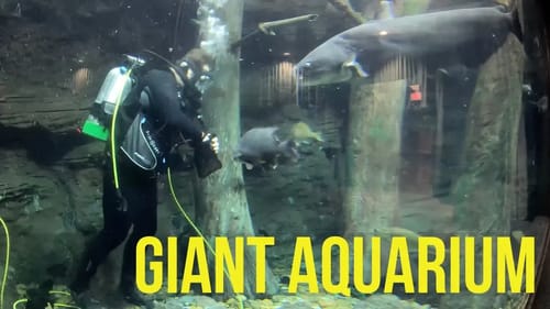 Texas Parks & Wildlife Sharelunker Program Aquarium Feeding Largemouth Bass, Smallmouth Bass, Gar, C