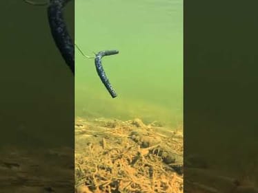 What is your FAVORITE way to rig a worm?