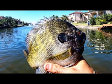 The SECRET BAIT for MONSTER BLUEGILLS!!
