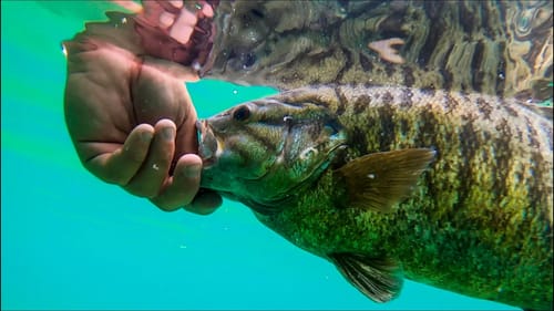 How To CATCH FISH In CRYSTAL CLEAR WATER! (Finesse and Reaction Baits)
