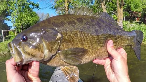 Big Smallie Caught Off A Bed