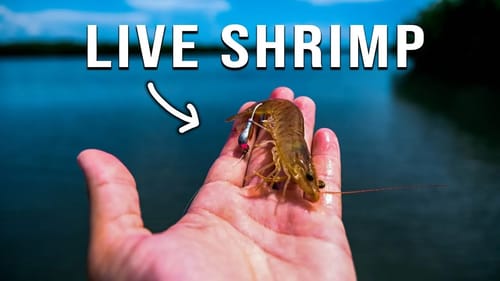 Fishing With Live Shrimp Leads to Catching a Monster Fish