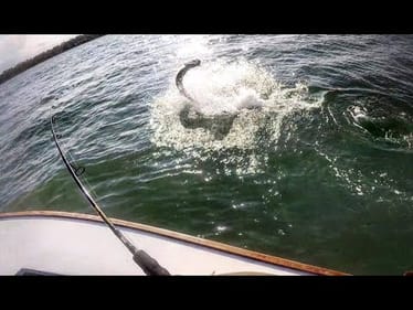 GIANT TARPON Fishing in COSTA RICA!