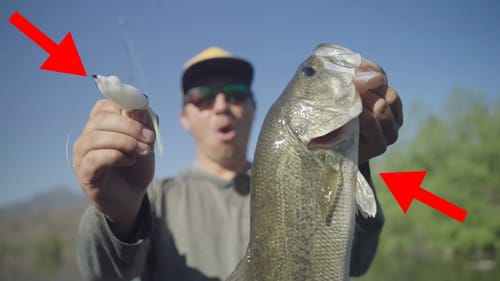 Our 3 Favorite Japanese Small Bodied Frogs For Catching Bass!