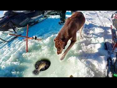 Chasing BIG Green Fish Under the Ice (Surprise Catch)