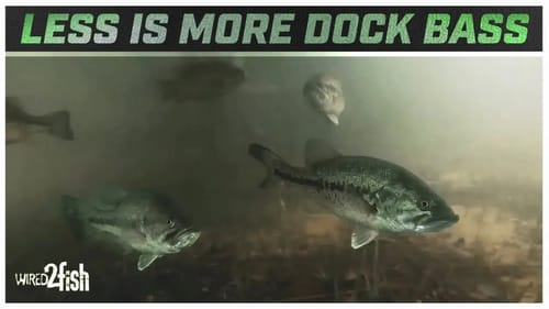 How to Catch More Dock Bass with Fewer Casts