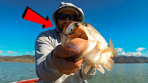 We're Back!! Clearlake Bass Fishing With A-Rigs And Lipless Crankbaits!