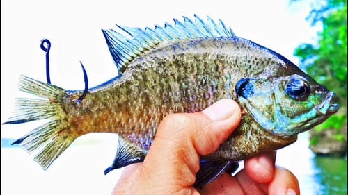 Using LIVE BLUEGILL to Catch MONSTER FISH! (Lake Guntersville)