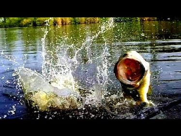 Topwater Bass Fishing Blowups Series 9 - Vicious Bass Strikes.