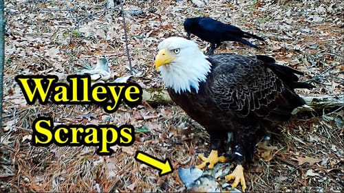 I Tossed Fish Guts in the Woods and This Happened