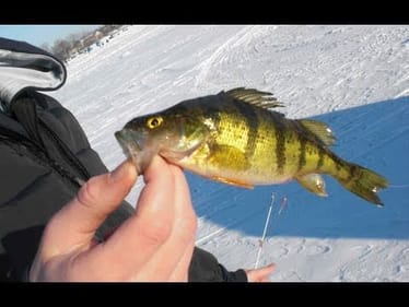Perchin' at Bangs Lake: 2/12/11