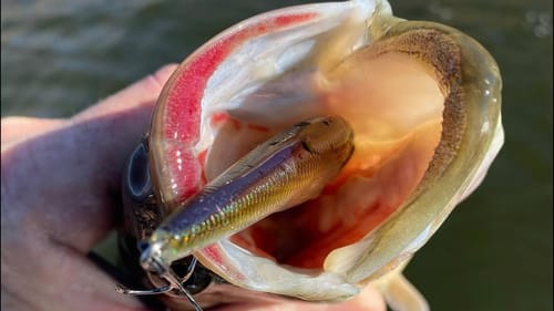 The Best Way To Unhook A Deeply Hooked Bass…