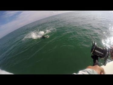 Fishing For Blacktip Sharks