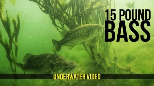 15 pound Largemouth Bass Underwater